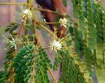 Image result for Albizia adianthifolia