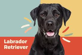 These deal offers are from many. Labrador Retriever Lab Dog Breed Information Characteristics Daily Paws