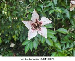 Image result for Rothmannia globosa