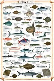 Sea Fish Wall Chart 59 Saltwater Species Poster