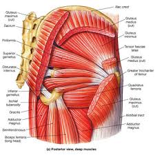 Most modern anatomists define 17 of these muscles, although some additional muscles may sometimes be considered. Hip Osteoarthritis Physiopedia