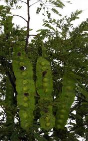 Image result for Entada arenaria