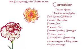 Carnation Carnations Magickal Herbs Magic Herbs