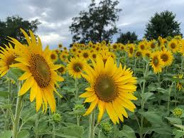 The Best Sunflower Fields In Nc To Visit 2022 The Common Traveler