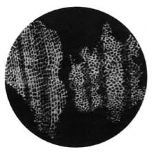 Animal cells are generally smaller than plant cells. Http Ncert Nic In Textbook Pdf Hesc108 Pdf