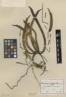 Image result for Chamaeangis