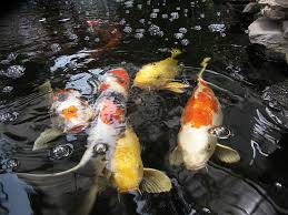 Protein foam is normally formed where the water comes back in to the pond at waterfalls and filter returns, but can also happen around fountains and venturi's. Hd Wallpaper Orange Yellow Gold Koi Fish Swimming Pond Bubbles Group Of Animals Wallpaper Flare