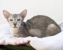Available Oriental Kittens For Sale & Cats For Adoption