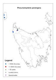 Image result for Pneumatopteris unita