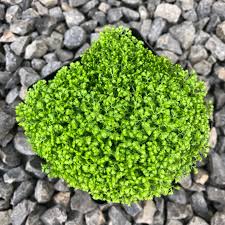 Image result for Selaginella kraussiana