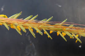 Image result for Trachypogon