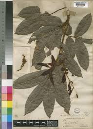 Image result for Eriocoelum microspermum