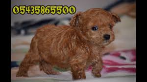 Toy Poodle Yavru Fiyatlari Youtube