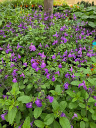 Image result for Halopegia azurea