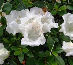 We did not find results for: Azalea Rhododendron Satsuki Gumpo White Clusters Of Large White Blooms Zone 7