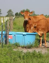 Planning Livestock Watering Systems Livestock Cattle Farming Farm Yard
