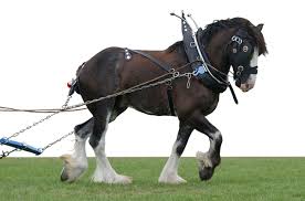 Two clydesdale horses with a red buggy. Clydesdale Horse Information And Petguide Petguide