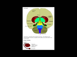 Kluver Bucy Syndrome Bilateral Amygdala Lesion Youtube