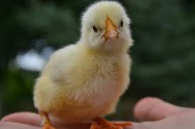 Raising Baby Chicks 101 Signals Az