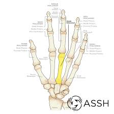 Human skeleton, the internal skeleton that human body skeleton arms hands wrist bones medical anatomical anatomy model pair in health. Body Anatomy Upper Extremity Bones The Hand Society