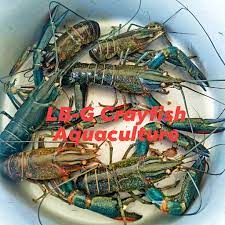 Bisnis lobster memiliki potensi yang luar biasa dan patut untuk terus dikembangkan. Lobster Air Tawar Sabah Lb G Crayfish Aquaculture Home Facebook