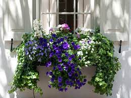 Frame a favorite garden feature—or an architectural feature of your home, like this window—with pots of mandevilla climbing around the frame. Window Box Flowers For Shady Spots