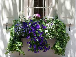 We did not find results for: Window Box Flowers For Shady Spots