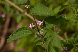 Image result for Lantana angolensis