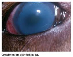 Image result for Ciliary Flush