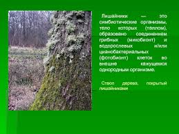 Lishajniki Prezentaciya Doklad