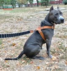 Vova From Bulgaria American Pitbull Terrier Pitbull Terrier American Pitbull