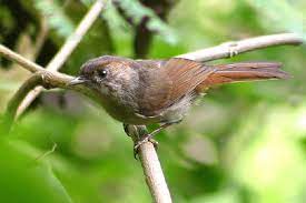 Sahabat 99, burung lovebird termasuk jenis burung. Mengetahui Ciri Khas Burung Burung Wergan Jawa Yang Dilindungi