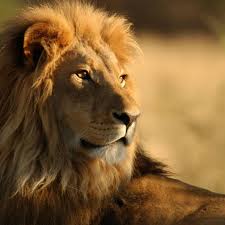 2732x2732 Wallpaper Lion Mane Big Cat Look King Of Beasts Predator Lion Wallpaper Lion Images White Lion Images
