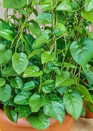 Image result for Basella paniculata