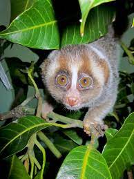 Some of these endangered animals. Flora And Fauna