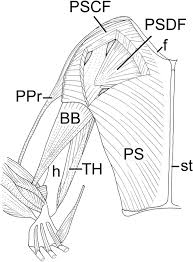 Most insects have two pair of wings, although flies. Comparative Anatomy Of The Postural Mechanisms Of The Forelimbs Of Birds And Mammals Springerlink