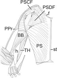 The wrist is highly flexible, allowing the wing to be folded down like an umbrella. Comparative Anatomy Of The Postural Mechanisms Of The Forelimbs Of Birds And Mammals Springerlink