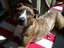 Boxer mischling boxer welpe verkaufe leider meinen spike da ich mich vom partner getrennt habe mischling erwachsen name: Bullterrier Boxer Mix Boma Notfall Rude Zuhause Gefunden Bullterrier In Not Ev Happy Ends Archiv Von Zergportal De