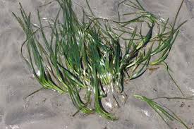 Image result for Zosteraceae