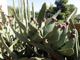 Magical, meaningful items you can't find anywhere else. Cow S Tongue Prickly Pear Information About Growing Cow S Tongue Cactus