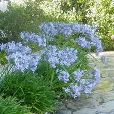 Pamela Bateman Garden Design S Design Ideas Pictures Remodel And Decor Page 4 Plants Flower Garden Garden Design