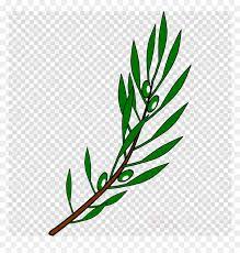 Find olive branch petition course notes, answered questions, and olive branch petition tutors 24/7. Clipart Olive Branch Png Transparent Png Vhv