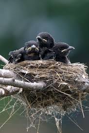 How Awesome A Nest Of Wee Little Corvidaes Love Baby Crows Black Bird Crow
