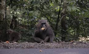 Selain menambah keindahan, rangkaian bunga di dalam pot ini bisa menambah rasa nyaman dan lebih hidup ruangan yang tentu menambah betah penghuninya. Pandemi Corona Kondisi Macaca Di Maros Makin Rawan Mongabay Co Id