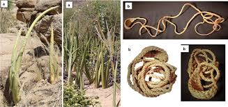 Image result for Indigastrum costatum