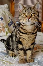 American Shorthair Cat Breeds Best Cat Breeds American Shorthair Cat