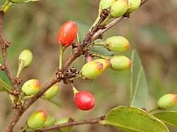 Image result for Erythroxylum platycladum