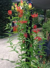 Image result for Gloriosa superba
