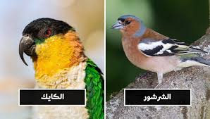 انواع الطيور واسمائها