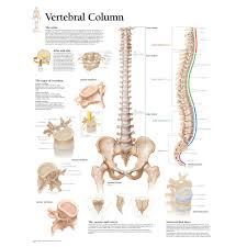 Maybe you would like to learn more about one of these? Diagram Of Human Bone Download Now Diagrams Human Backbone Anatomy Human Spine Diagram Bones Human Spine Anatomy Human Bones